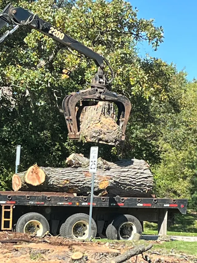 Minnihan's Tree Service — customer photo 5