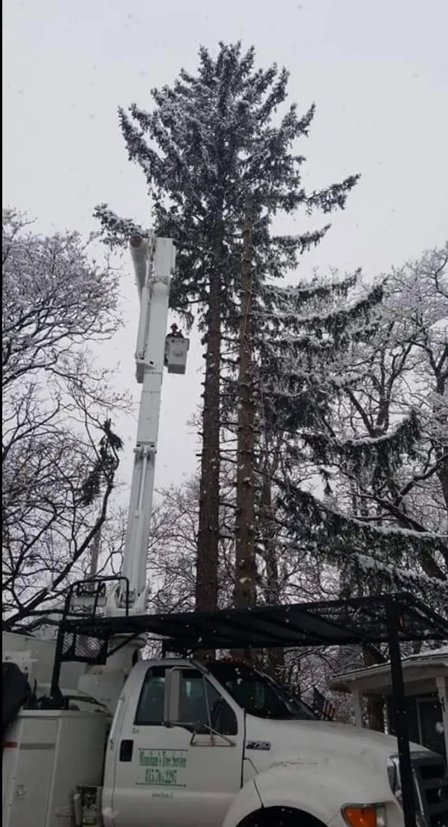 Minnihan's Tree Service — photo from the business 11