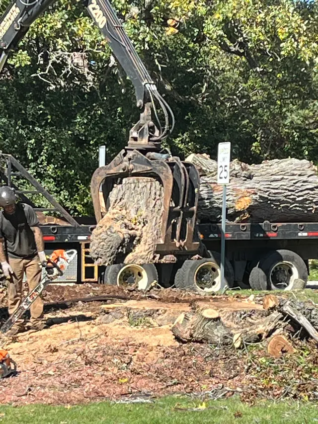 Minnihan's Tree Service — customer photo 7
