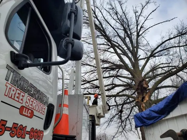 Timbermen Tree Service — photo from the business 11