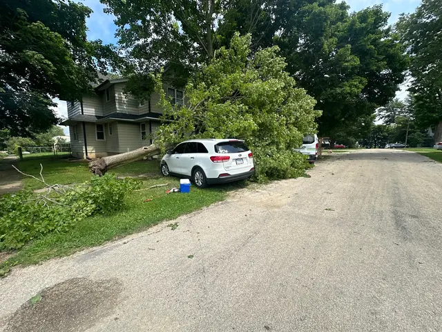 Timbermen Tree Service — customer photo 4
