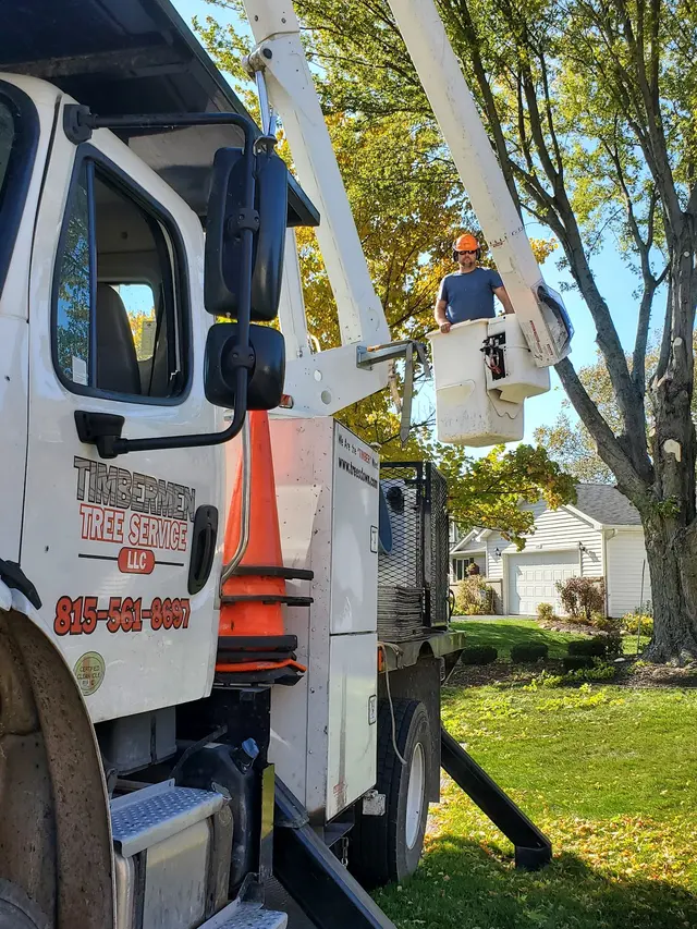 Timbermen Tree Service — photo from the business 3