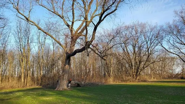 Timbermen Tree Service — photo from the business 10