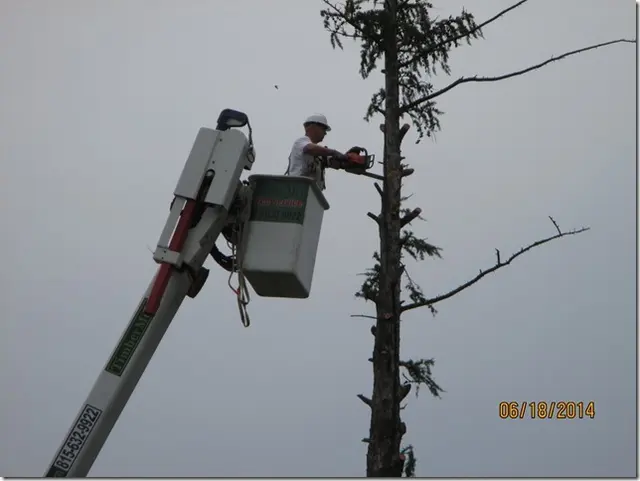 Timbermen Tree Service — photo from the business 12