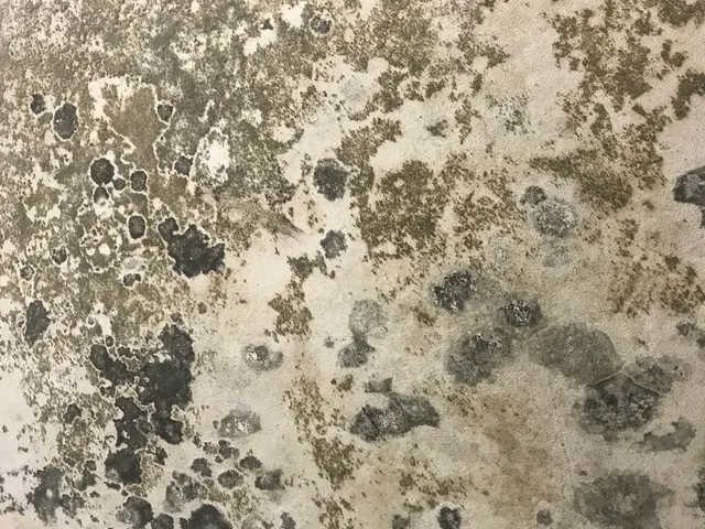 Texas Mold Testing, LLC — photo from the business 8