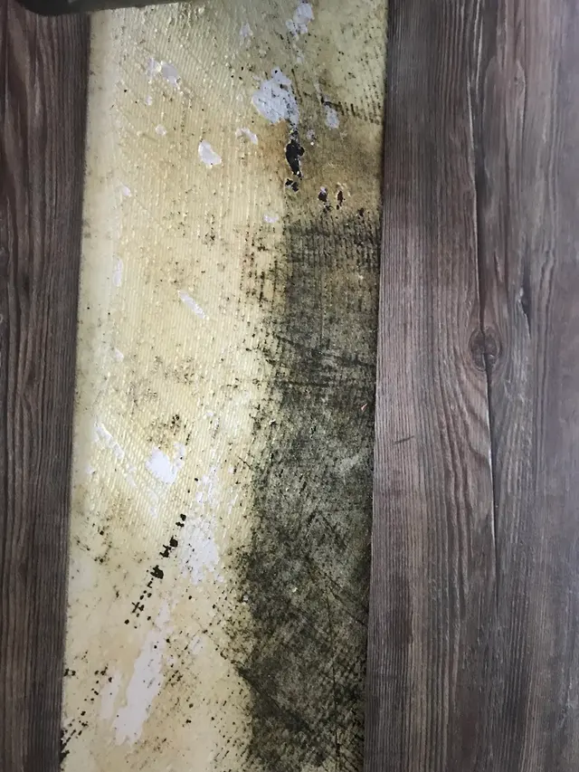 Texas Mold Testing, LLC — photo from the business 5