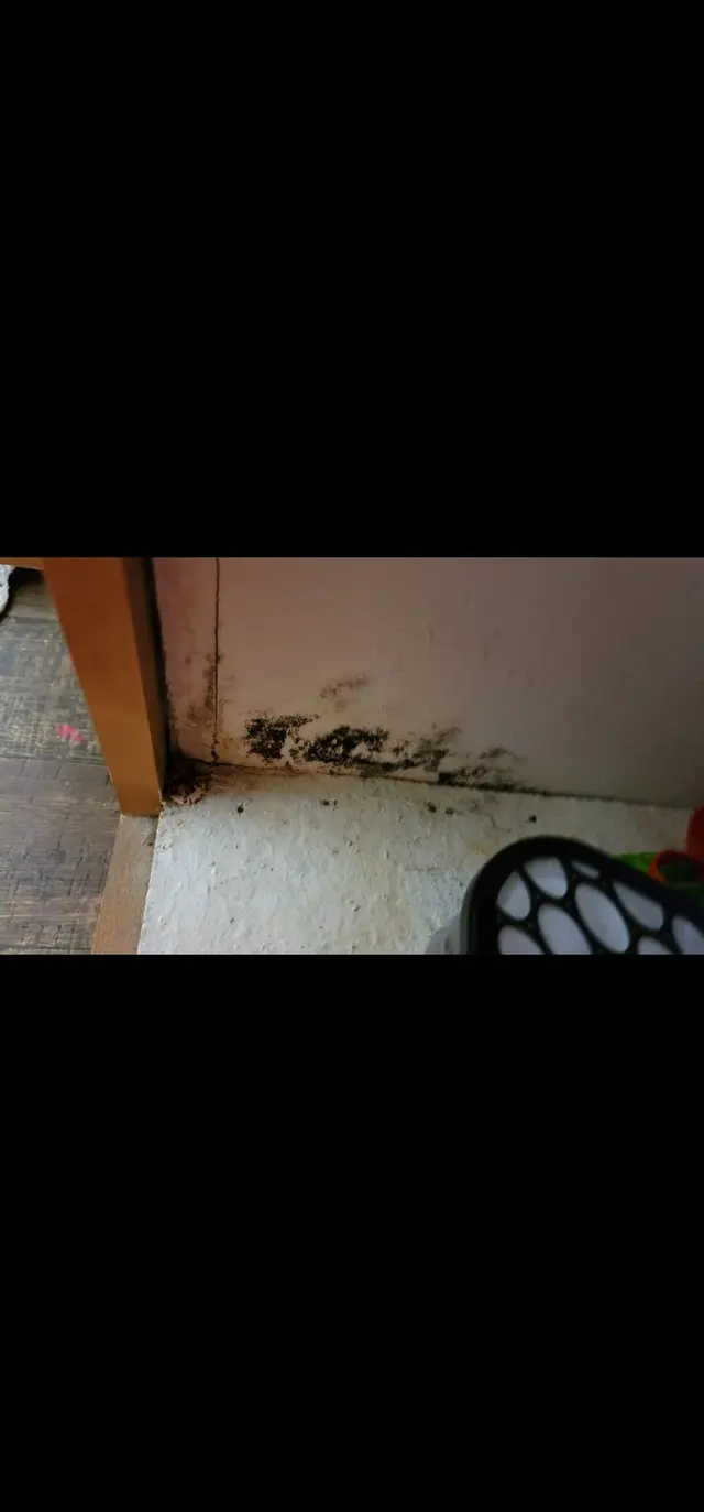 Mold Busters Fort Worth — customer photo 3