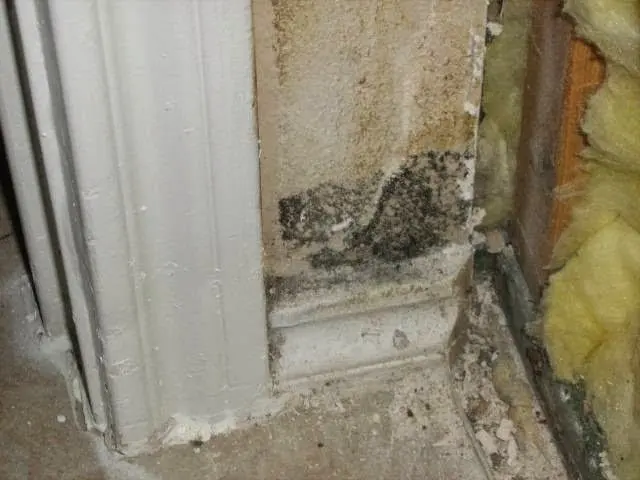 Mold Inspection Sciences of Dallas — photo from the business 7