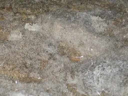 Mold Inspection Sciences of Dallas — photo from the business 5