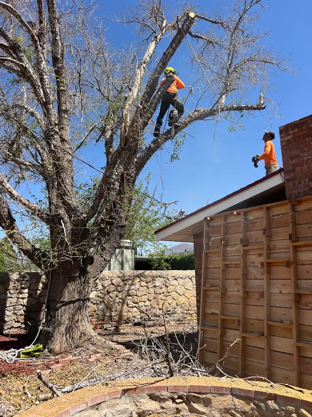 R&M tree service — photo from the business 4