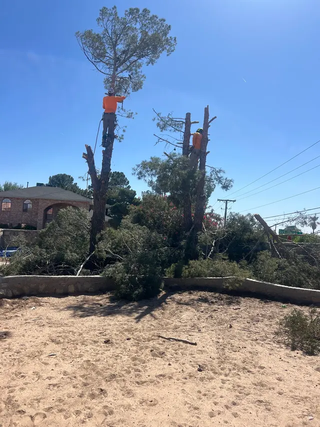 R&M tree service — photo from the business 12
