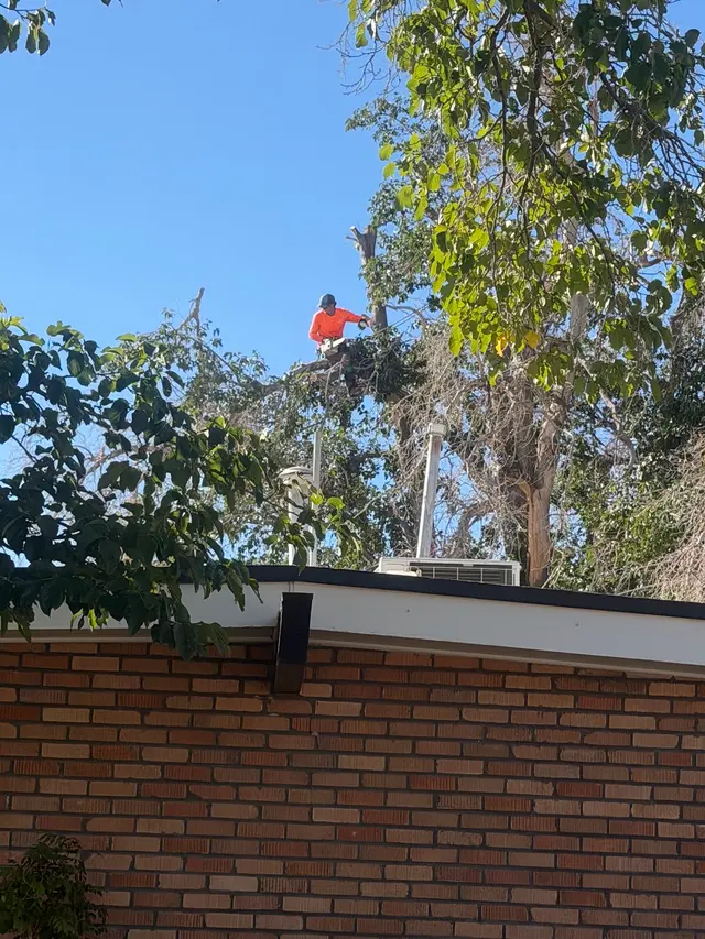 R&M tree service — photo from the business 2