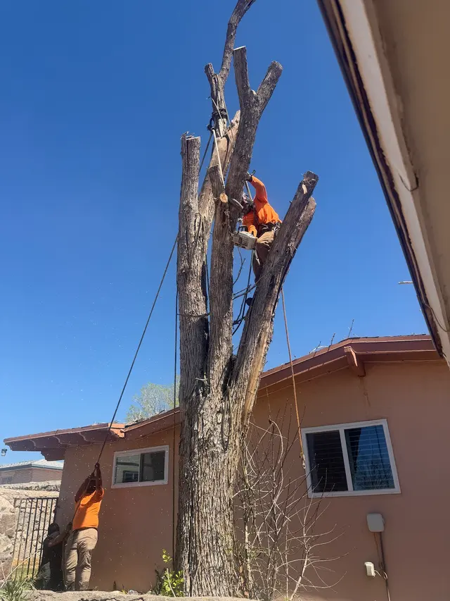 R&M tree service — photo from the business 6