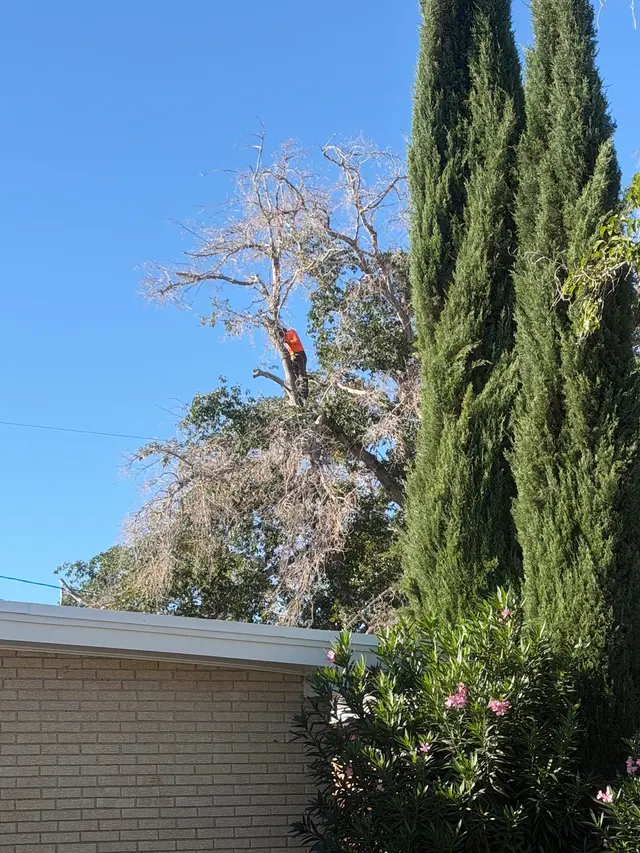 R&M tree service — photo from the business 10