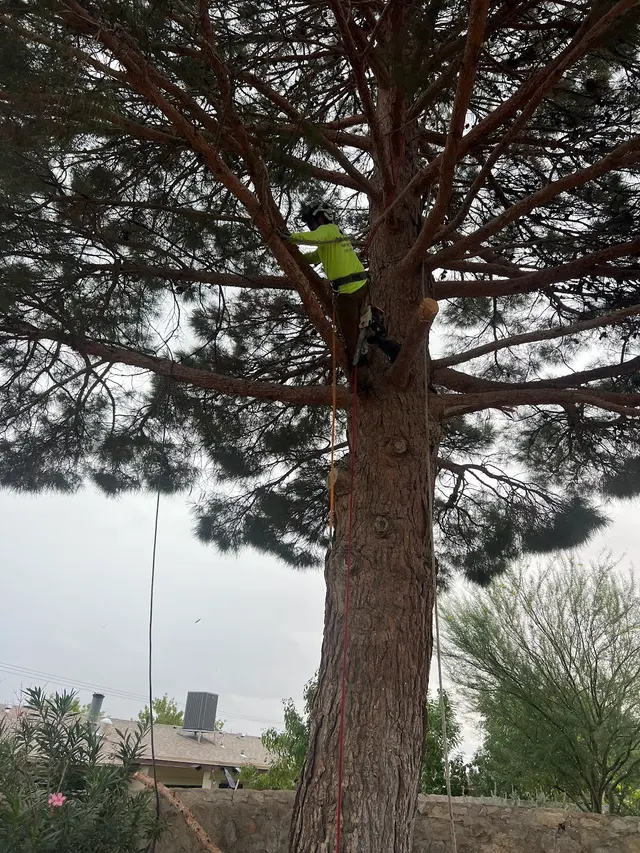 R&M tree service — photo from the business 7