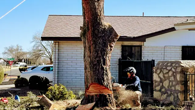 R&M tree service — photo from the business 1