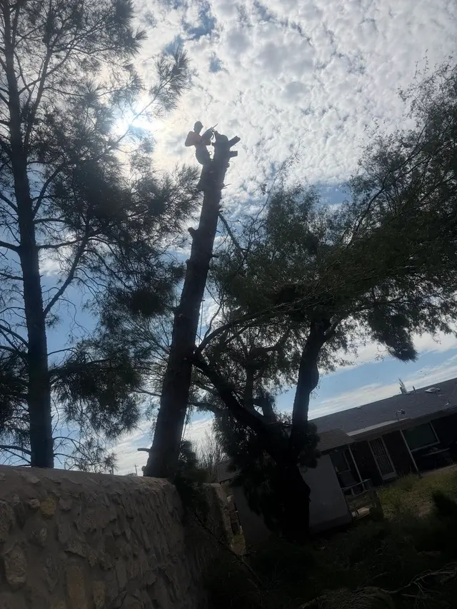 R&M tree service — photo from the business 3