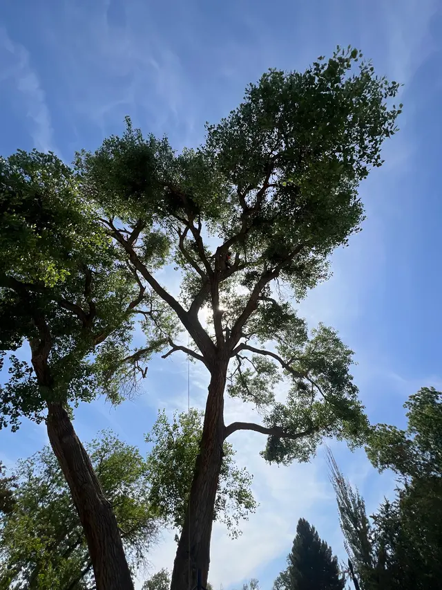 R&M tree service — photo from the business 11