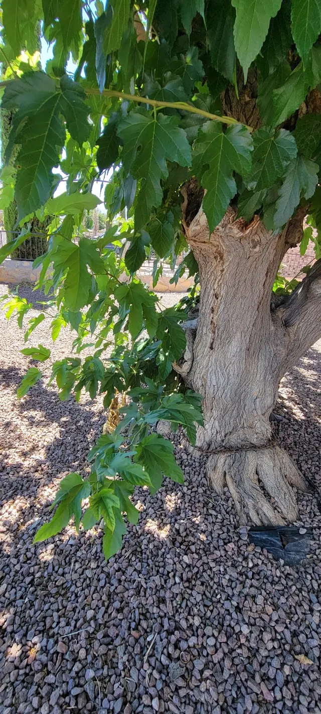 AandV Lawn and Landscaping LLC — customer photo 7