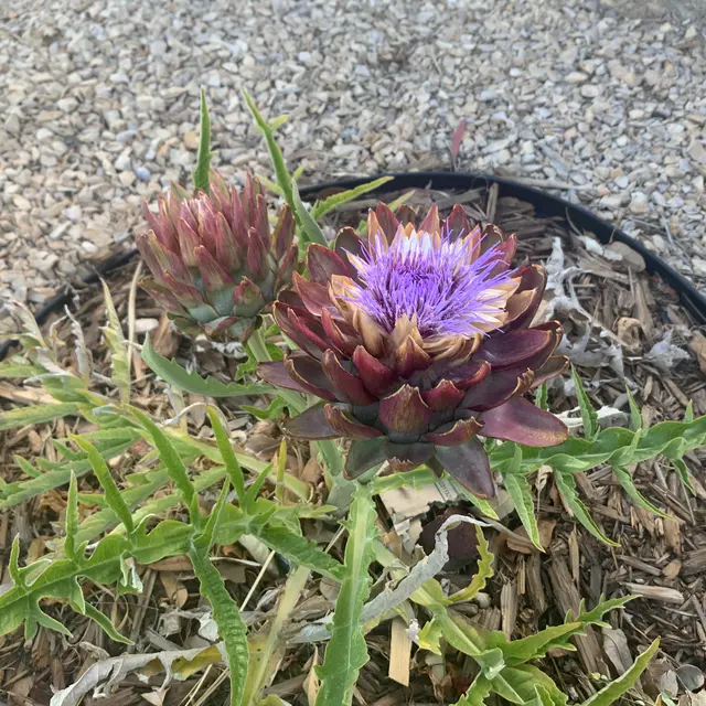 Sun City Lawn Care — photo from the business 9