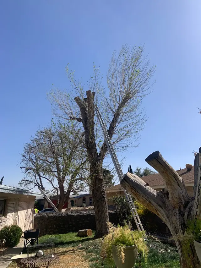 Daniel’s Tree & Landscaping, Inc. — photo from the business 5