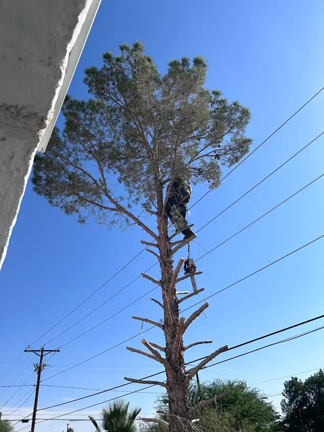 Customer photo of work by Daniel’s Tree & Landscaping, Inc., from Suzanne S's review