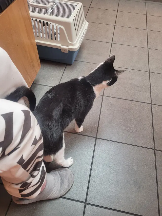 Douglas Boulevard Veterinary Clinic — customer photo 8