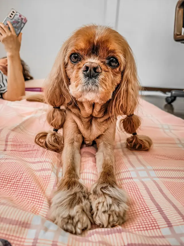 Douglas Boulevard Veterinary Clinic — customer photo 11