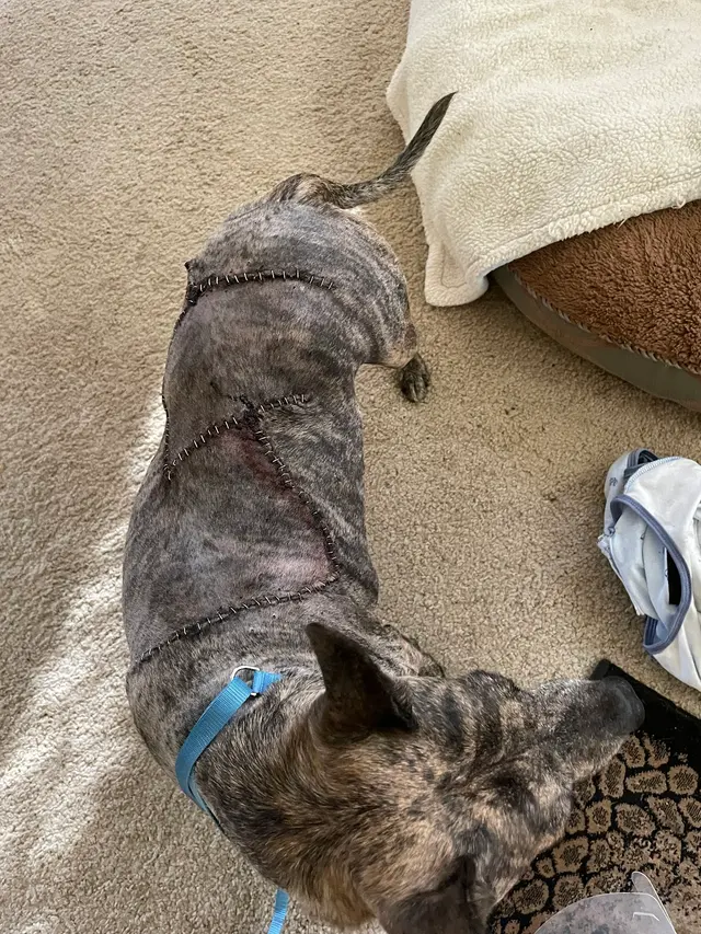 Douglas Boulevard Veterinary Clinic — customer photo 3