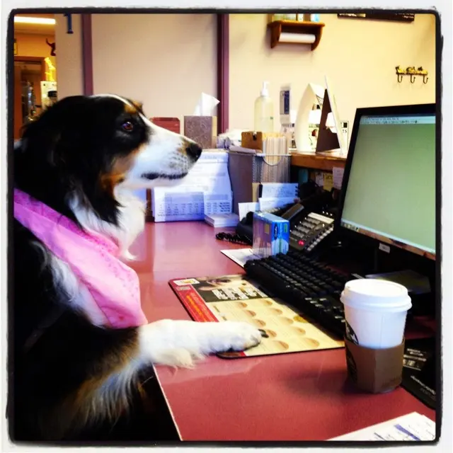 PetCare Veterinary Clinic — photo from the business 5