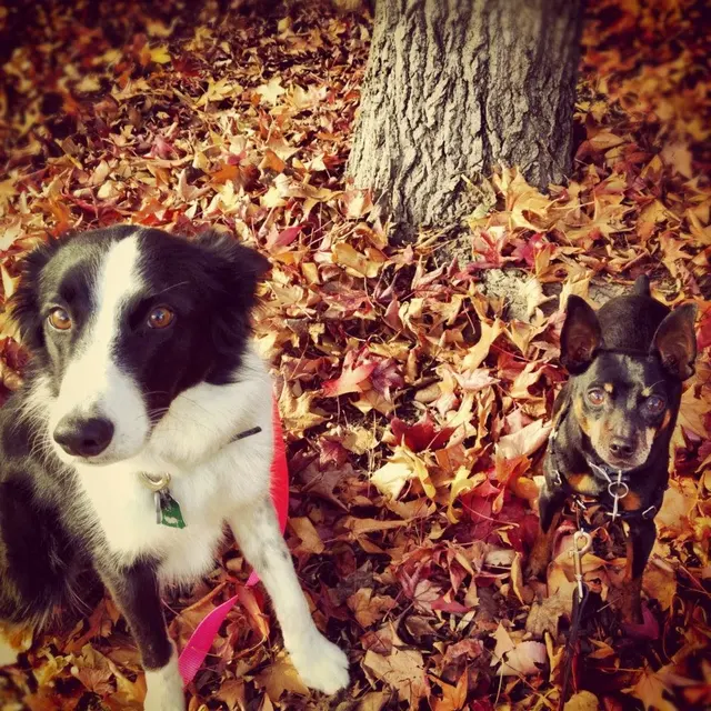 PetCare Veterinary Clinic — photo from the business 6