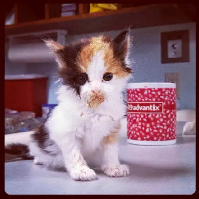 PetCare Veterinary Clinic — photo from the business 4