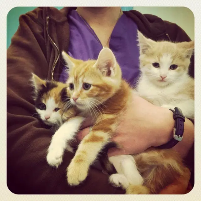 PetCare Veterinary Clinic — photo from the business 7