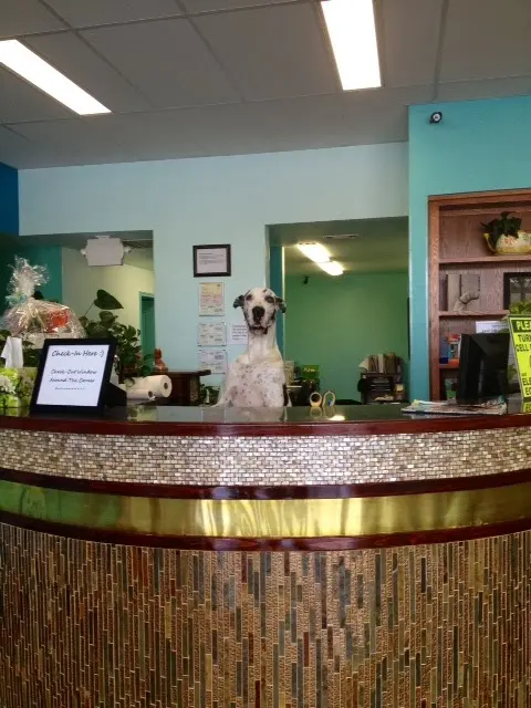 PetCare Veterinary Clinic — photo from the business 2