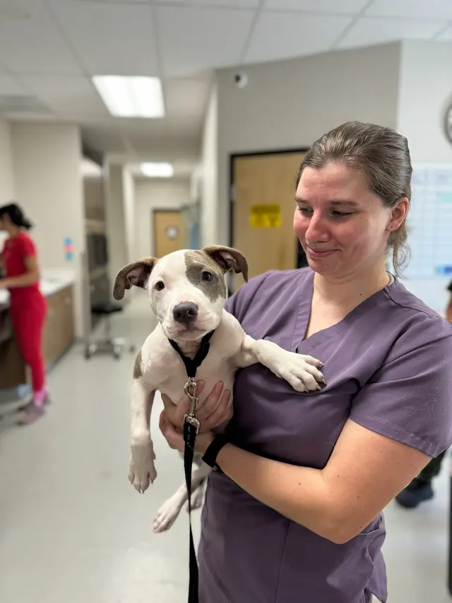 Roseville Animal Hospital — photo from the business 4