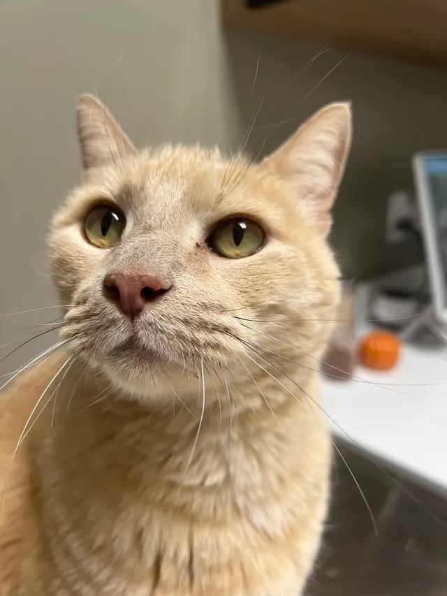 Roseville Animal Hospital — customer photo 7