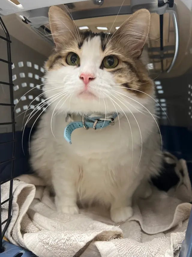 Roseville Animal Hospital — customer photo 12