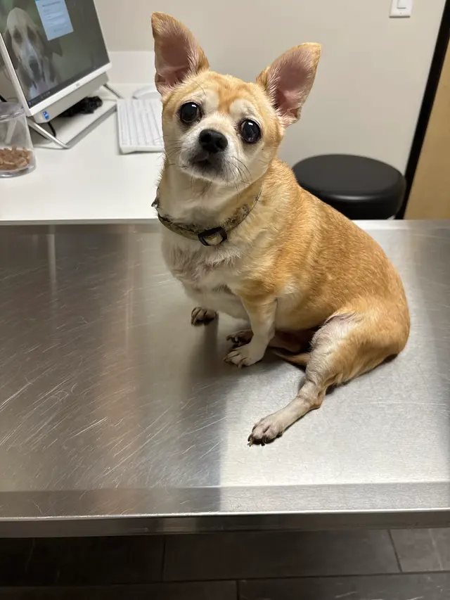 Roseville Animal Hospital — customer photo 5