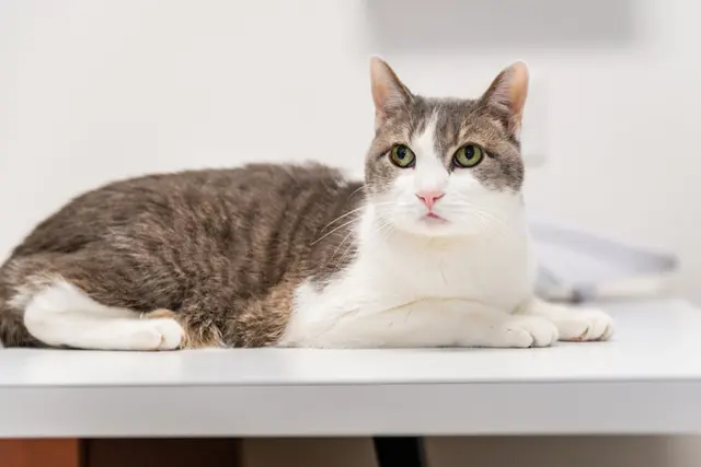 Cats Only Veterinary Hospital — photo from the business 2