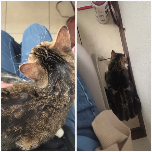 Customer photo of work by Cats Only Veterinary Hospital, from Catherine Powers's review