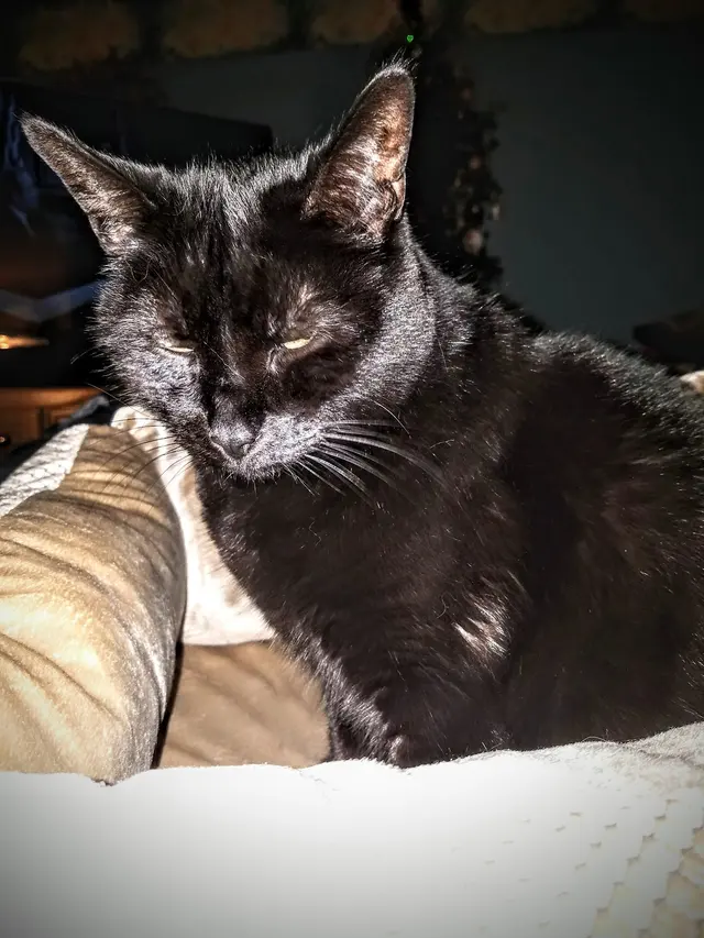 Cats Only Veterinary Hospital — customer photo 5