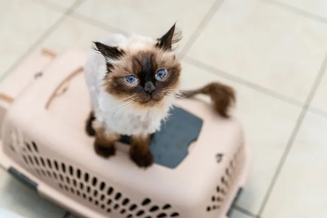 Cats Only Veterinary Hospital — photo from the business 9