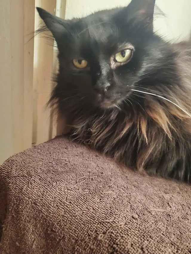 Cats Only Veterinary Hospital — customer photo 3
