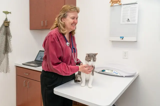 Cats Only Veterinary Hospital — photo from the business 6