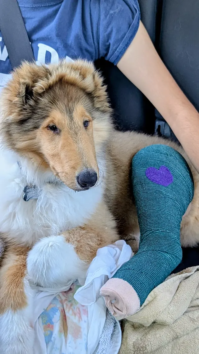 Livewell Animal Hospital of Roseville — customer photo 6