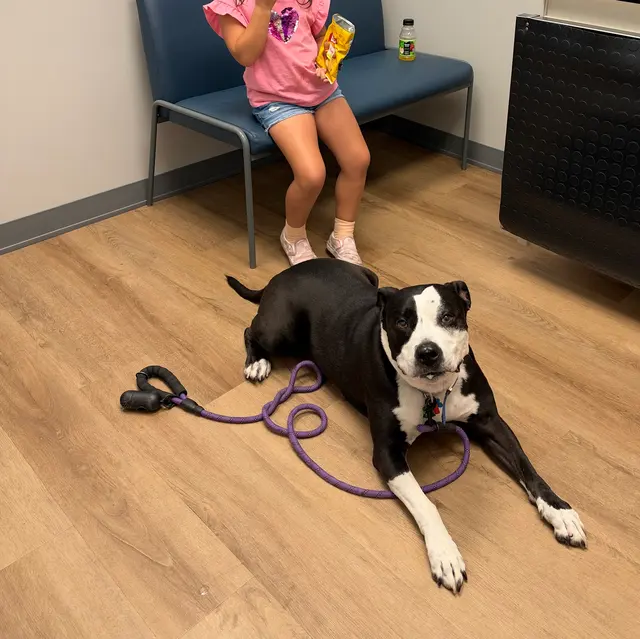 Livewell Animal Hospital of Roseville — customer photo 9