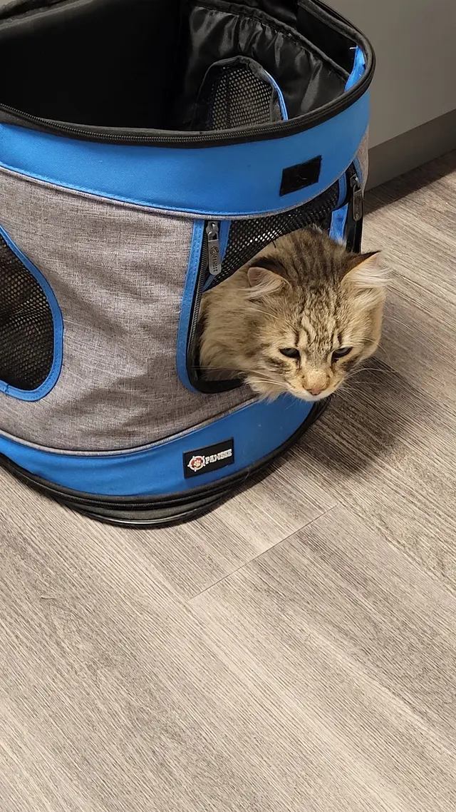 Cherry Creek Veterinary Hospital — customer photo 9