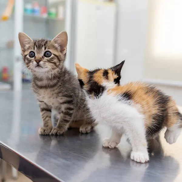Cherry Creek Veterinary Hospital — photo from the business 6