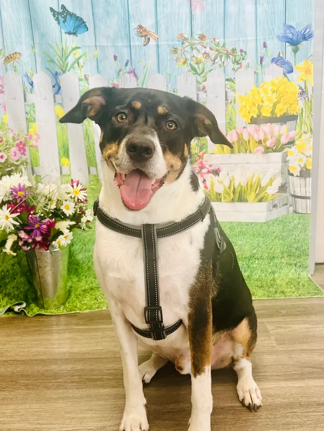 Cherry Creek Veterinary Hospital — customer photo 8