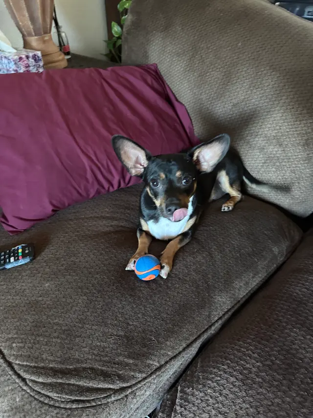 Cherry Creek Veterinary Hospital — customer photo 10
